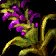 Blackroot Stalk
