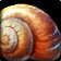 Empty Sea Snail Shell
